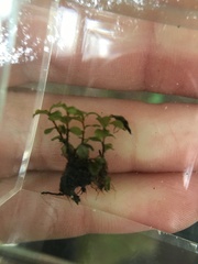 Mniaceae