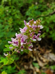 Lespedeza violacea