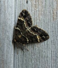 Pseudocoremia productata