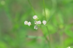 Florestina tripteris