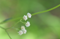 Florestina tripteris