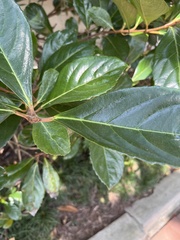 Viburnum odoratissimum