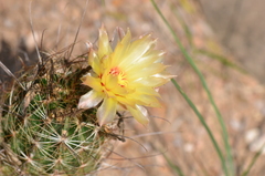 Hamatocactus setispinus