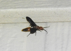 Sphaeropthalma boweri