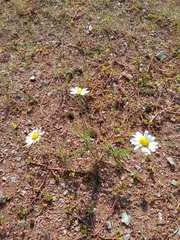 Leucanthemum vulgare