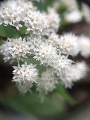 Ageratina altissima