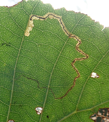 Stigmella
