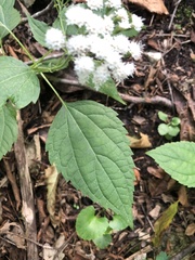 Ageratina altissima