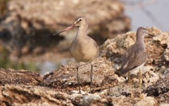 Limosa haemastica