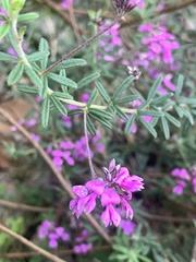 Indigofera filiformis