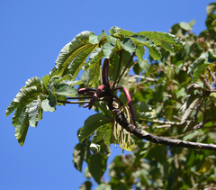 Cecropia obtusifolia