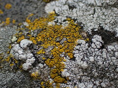 Candelariella