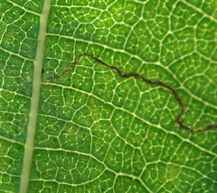 Stigmella