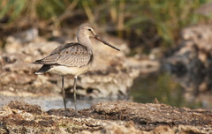 Limosa haemastica