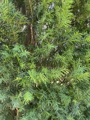 Taxus cuspidata