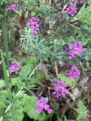 Indigofera filiformis