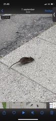 Rattus