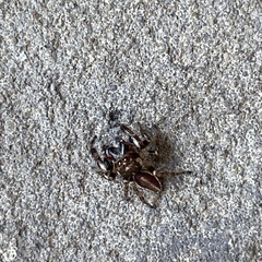 Eris militaris
