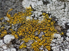 Candelariella