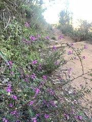 Indigofera filiformis