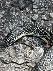 Lampropeltis holbrooki