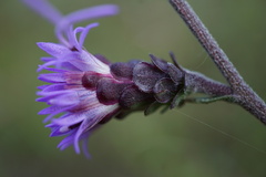 Liatris squarrulosa