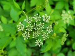 Aegopodium