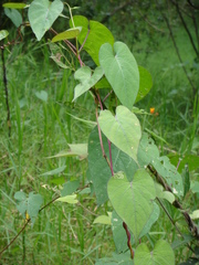 Ipomoea pedicellaris