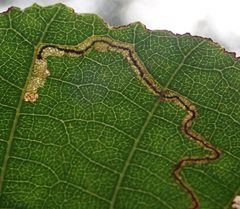 Stigmella