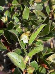 Diospyros scabrida