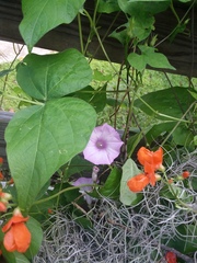 Ipomoea cordatotriloba