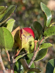 Diospyros scabrida