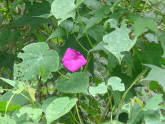 Ipomoea pedicellaris