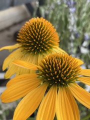 Echinacea