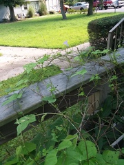 Ipomoea cordatotriloba