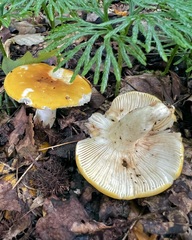 Russula ochroleucoides