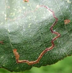 Stigmella