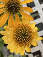 Echinacea