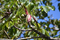 Cecropia obtusifolia