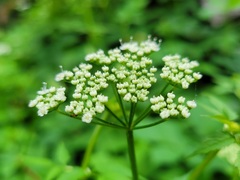 Aegopodium