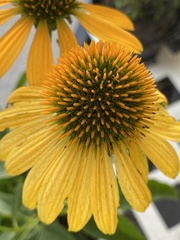 Echinacea