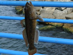 Neogobius melanostomus