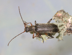 Grammoptera ruficornis