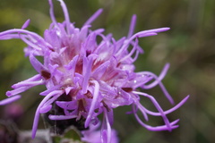 Liatris squarrulosa