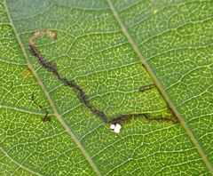 Bucculatrix cidarella