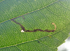 Bucculatrix cidarella