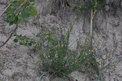 Astragalus miser