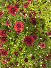 Chrysanthemum morifolium