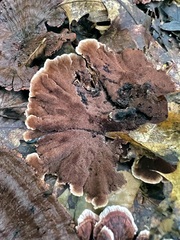 Hydnellum concrescens