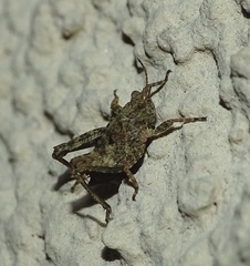 Tetrix tenuicornis